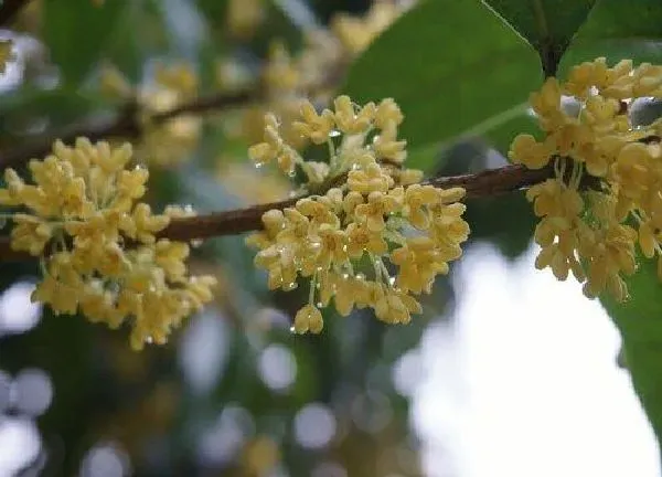 植物浇水|桂花怎么浇水方法