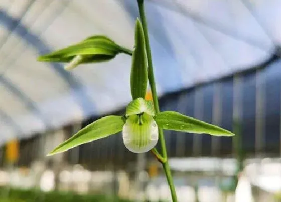 植物排行|兰科植物有哪些