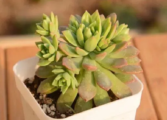 种植土壤|多肉怎么种植方法