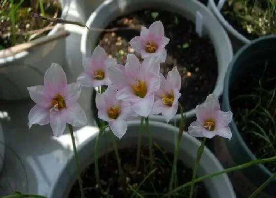 植物播种|葱兰什么时候播种合适