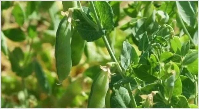 豌豆栽培技术病虫防治指南 | 植物病害