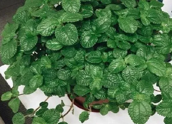 植物种类|薄荷和吸毒草是一种植物吗