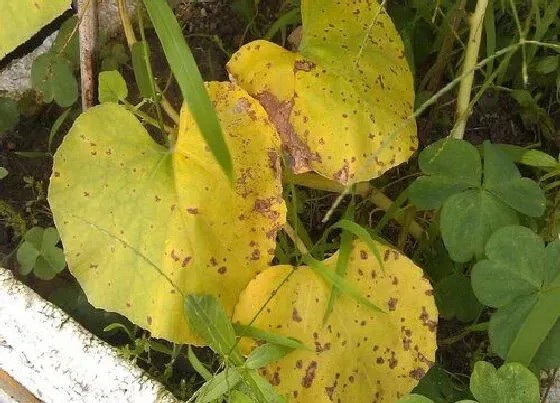 植物虫害|葫芦病虫害防治技术与方法措施