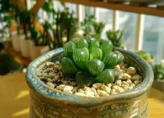 植物施肥|姬玉露施什么肥最好
