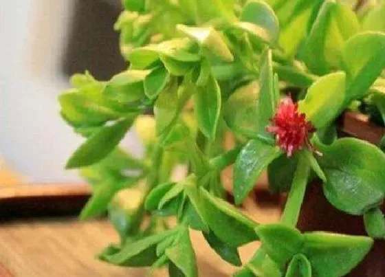 植物种类|冰草和穿心莲是一种植物吗