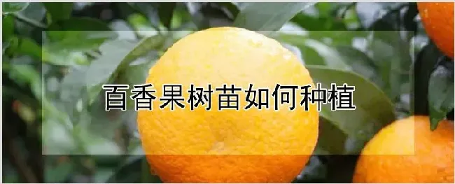 百香果树苗如何种植 | 养殖技术