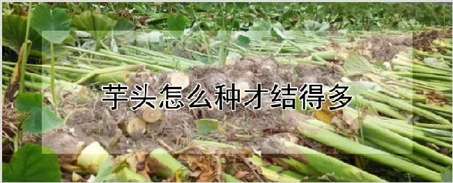 芋头怎么种才结得多 | 种植资料