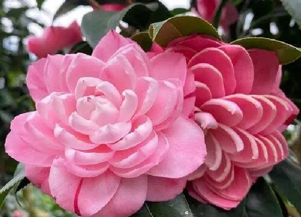 养殖方法|茶花有花苞好久就是不开花怎么办（好大的花苞开不了花）