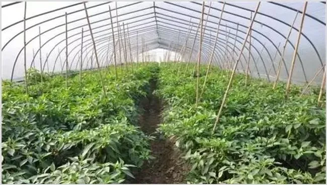 蔬菜定植后根系为何难下扎 | 种植资料