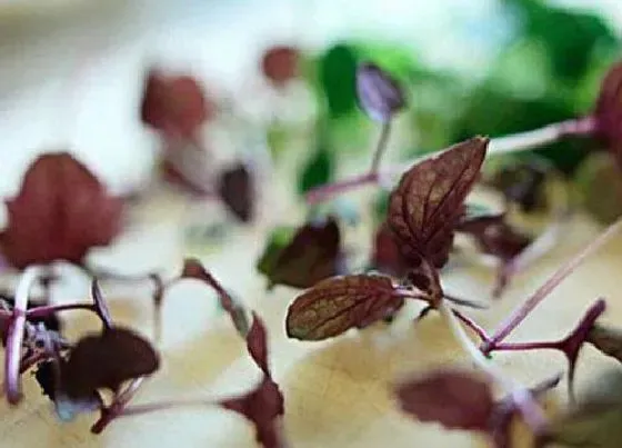 植物百科|紫苏在农村叫什么