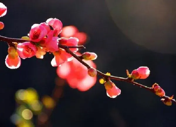 养殖科普|海棠花好养吗 养殖方法和养护要点