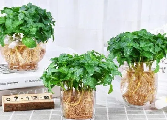 植物百科|驱蚊草开花吗 在什么时候开花