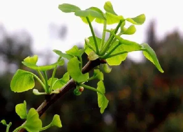 植物发芽|银杏什么时候发芽长叶