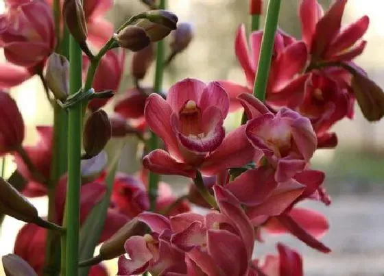 花期|墨兰花期管理方法与要点