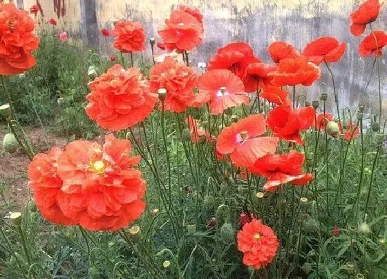 花卉风水|十大不吉利花排行榜（风水中家里坚决不能养的花）