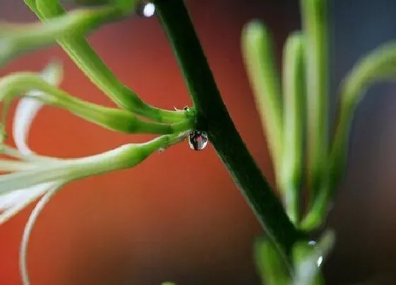 植物百科|虎皮令箭开花吗 开花什么样子