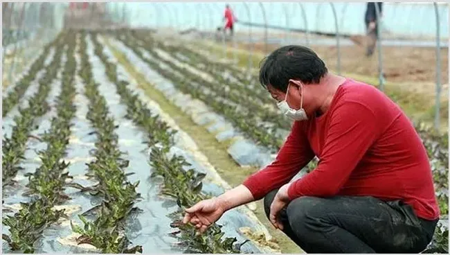 蔬菜定植后根系为何难下扎 | 种植资料