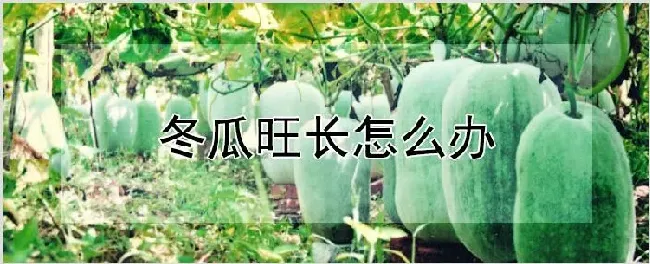 冬瓜旺长怎么办 | 养殖技术