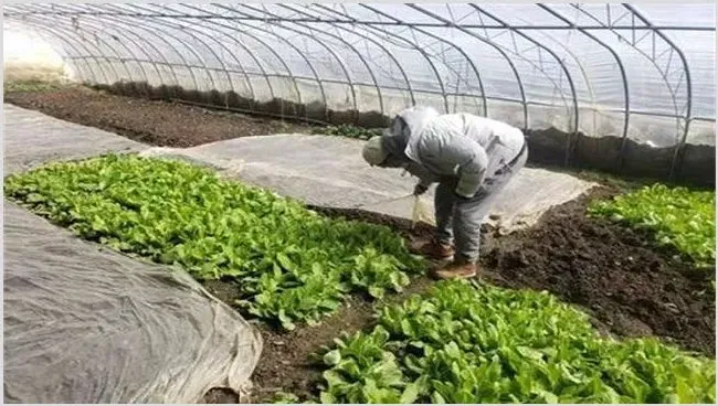 蔬菜定植后根系为何难下扎 | 种植资料