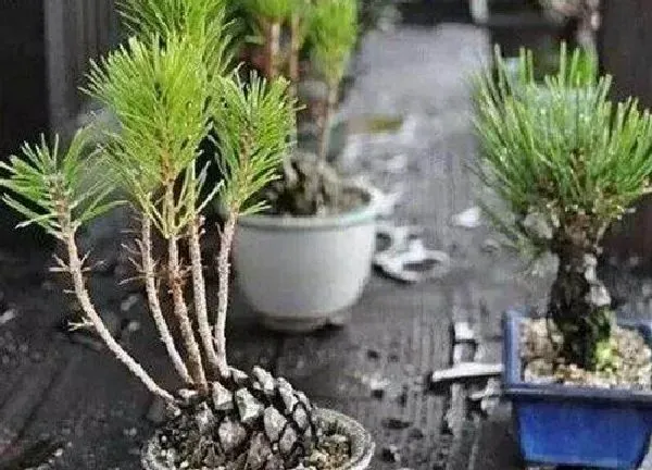 植物扦插|松树可以扦插吗