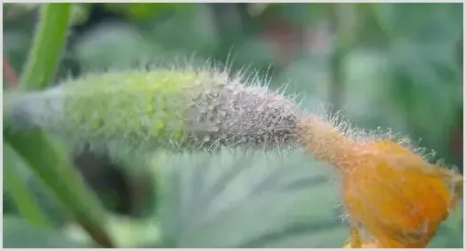 如何科学防治蔬菜灰霉病？ | 种植技术
