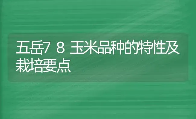 五岳78玉米品种的特性及栽培要点 | 粮油作物种植