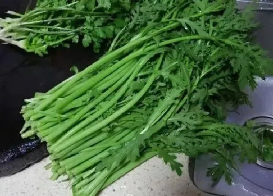 植物百科|茼蒿耐阴吗