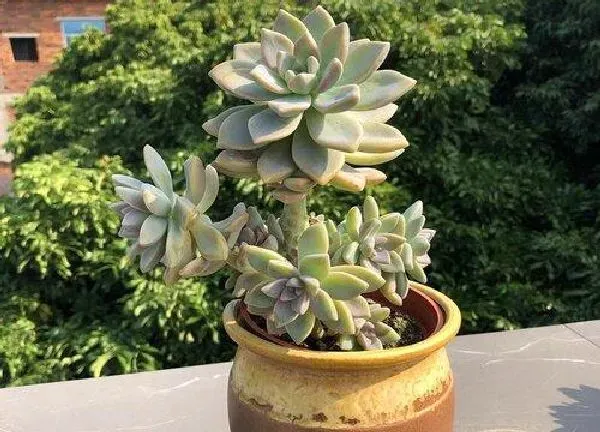 养殖方法|多肉控养是少浇水多晒太阳吗（多肉植物需要每天浇水吗）