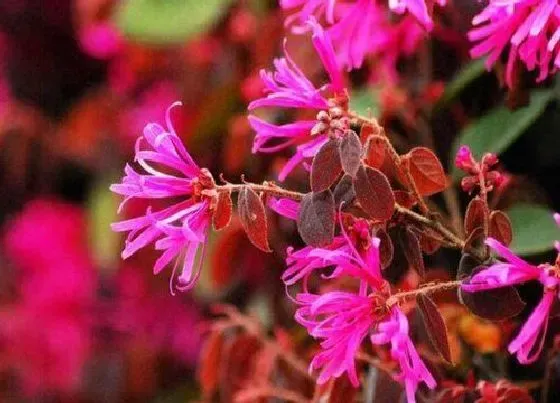 开花时间|红花继木一年开几次花