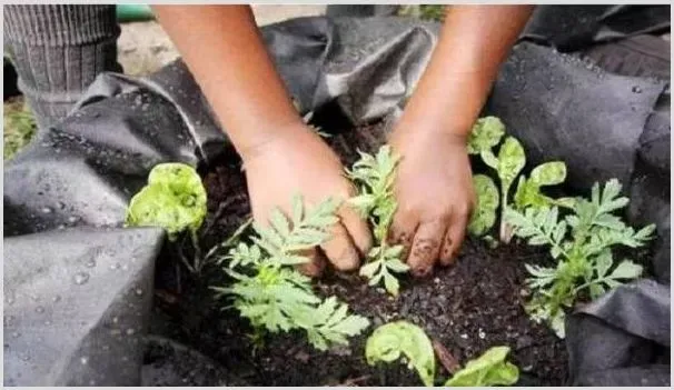 不同花卉的施肥方法和技巧分析 | 植物病害