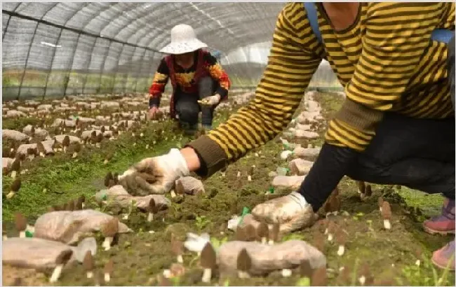 羊肚菌种植技术 成长期间需要注意的问题有哪些？ | 农业技术