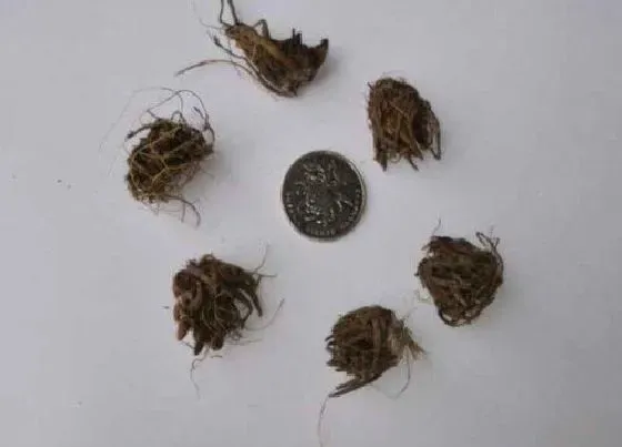 种球|花毛茛种球种植方法和时间 花毛茛球根种植注意事项