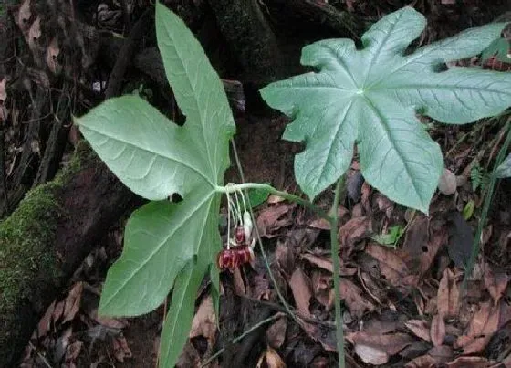 植物毒性|八角莲有毒吗 可以放在室内养吗