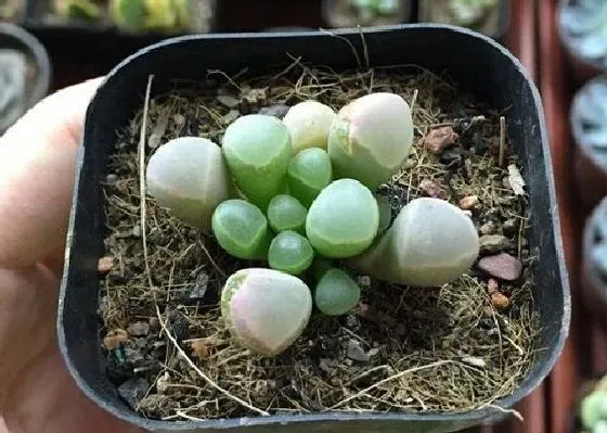 植物繁殖|五十铃玉怎么繁殖 繁殖时间和方法图解