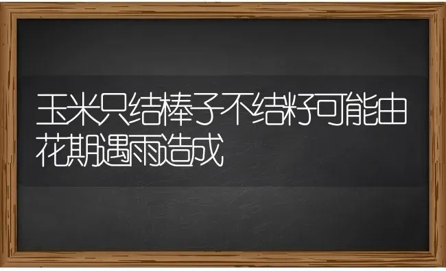 玉米只结棒子不结籽可能由花期遇雨造成 | 粮油作物种植