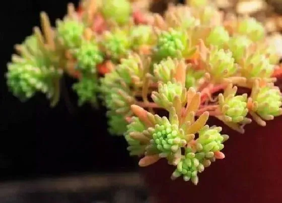 开花时间|多肉植物什么时候开花 开花期一般在几月份