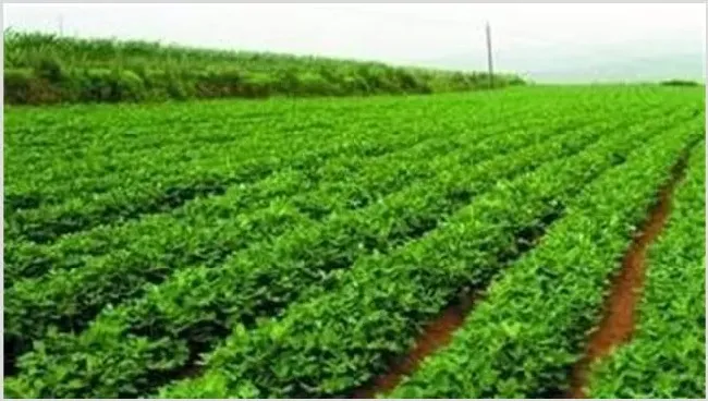 黑花生田间管理技巧 | 种植资料