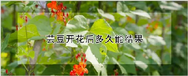 芸豆开花后多久能结果 | 养殖技术