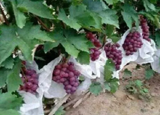 植物百科|跟提子长得很像的水果叫什么