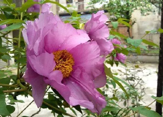 功效常识|芙蓉花的功效与作用