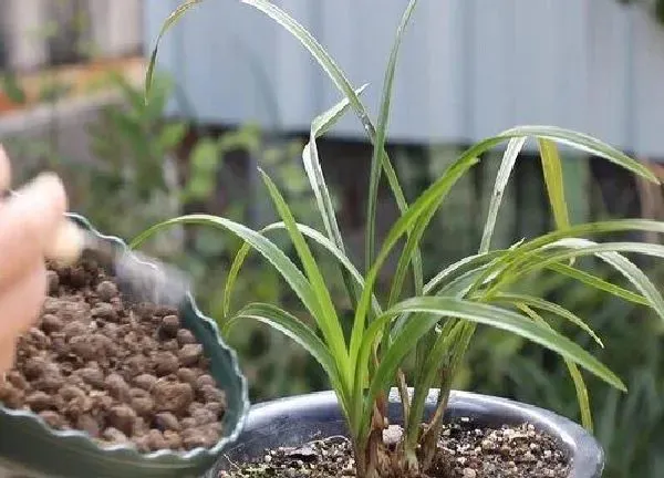 植物浇水|狗尿可以浇花吗