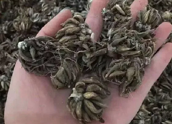 种球|花毛茛种球种植方法和时间 花毛茛球根种植注意事项