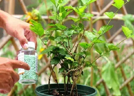 植物施肥|茉莉花施什么肥好