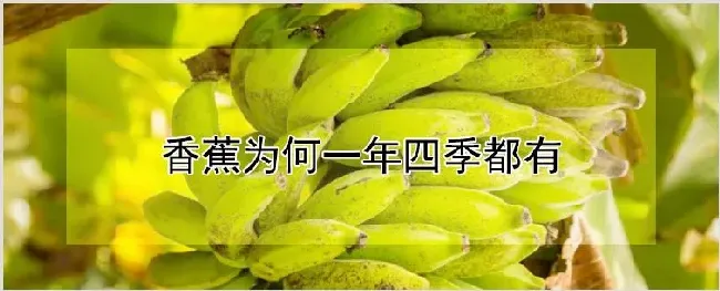 香蕉为何一年四季都有 | 种植资料