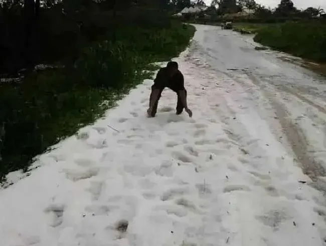 冬天植物|赤道附近的喀麦隆下雪了 非洲下雪实属罕见