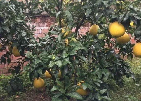 植物修剪|马家柚怎么修剪方法