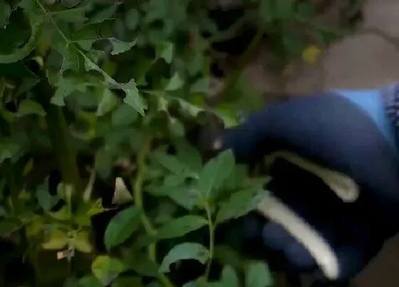 植物修剪|蔷薇花什么时候剪枝合适