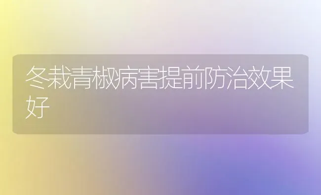 冬栽青椒病害提前防治效果好 | 瓜果种植