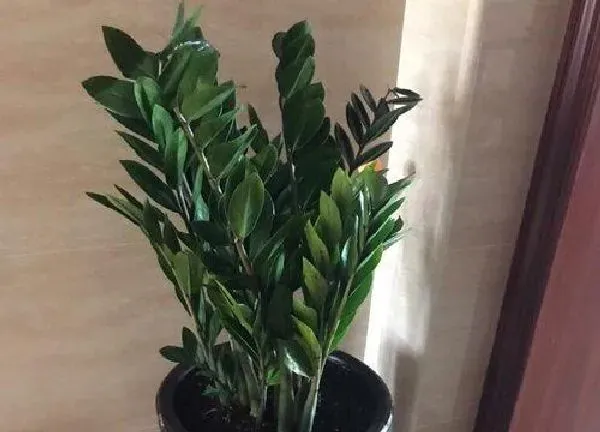 植物移栽|金钱树夏天可以换盆吗 移盆注意事项与养护妙招