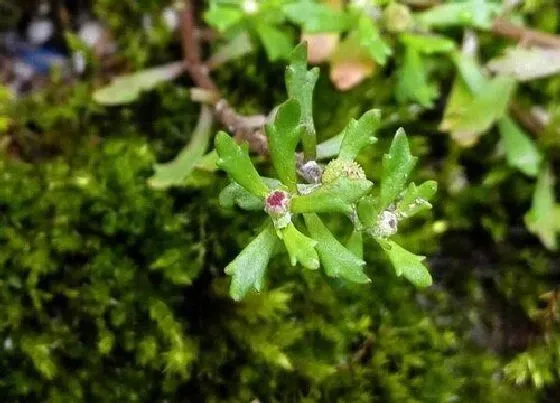 植物百科|鹅不食草是什么草